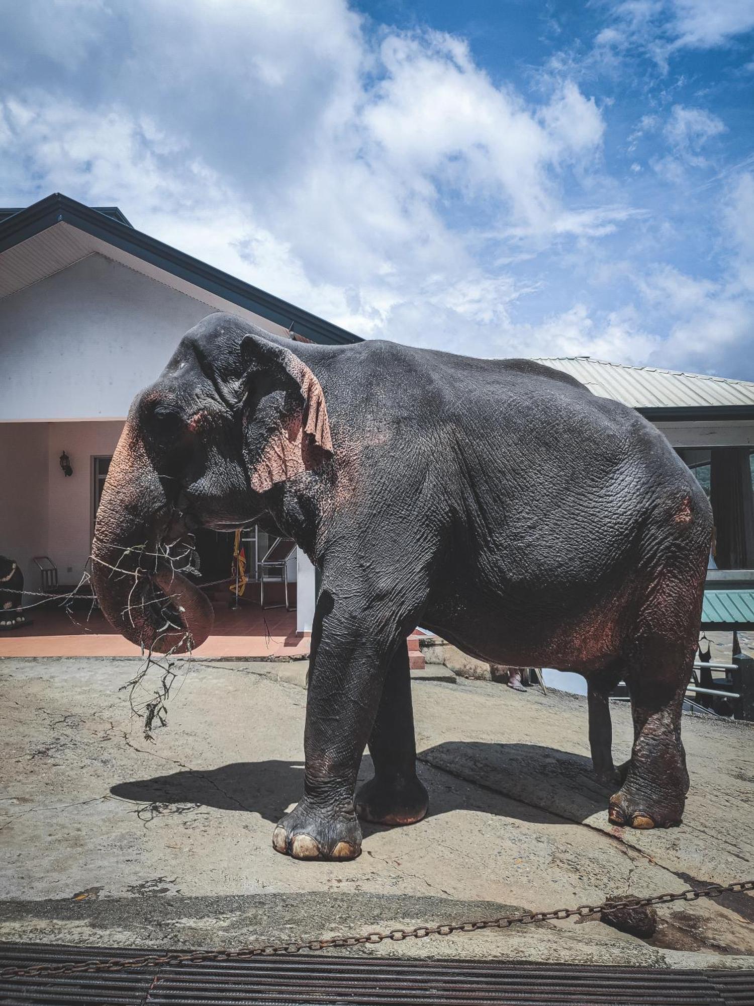 Hotel Elephant Park - New Deal! Half Off Airport Pickups Available Pinnawala  Exterior foto