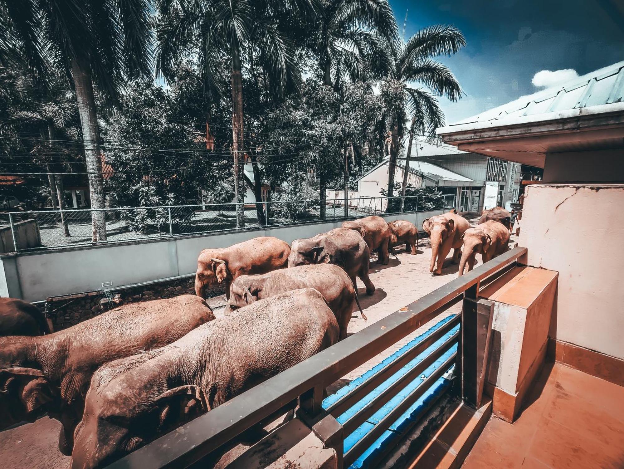 Hotel Elephant Park - New Deal! Half Off Airport Pickups Available Pinnawala  Exterior foto