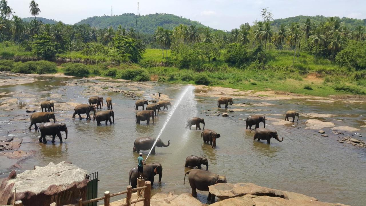 Hotel Elephant Park - New Deal! Half Off Airport Pickups Available Pinnawala  Exterior foto